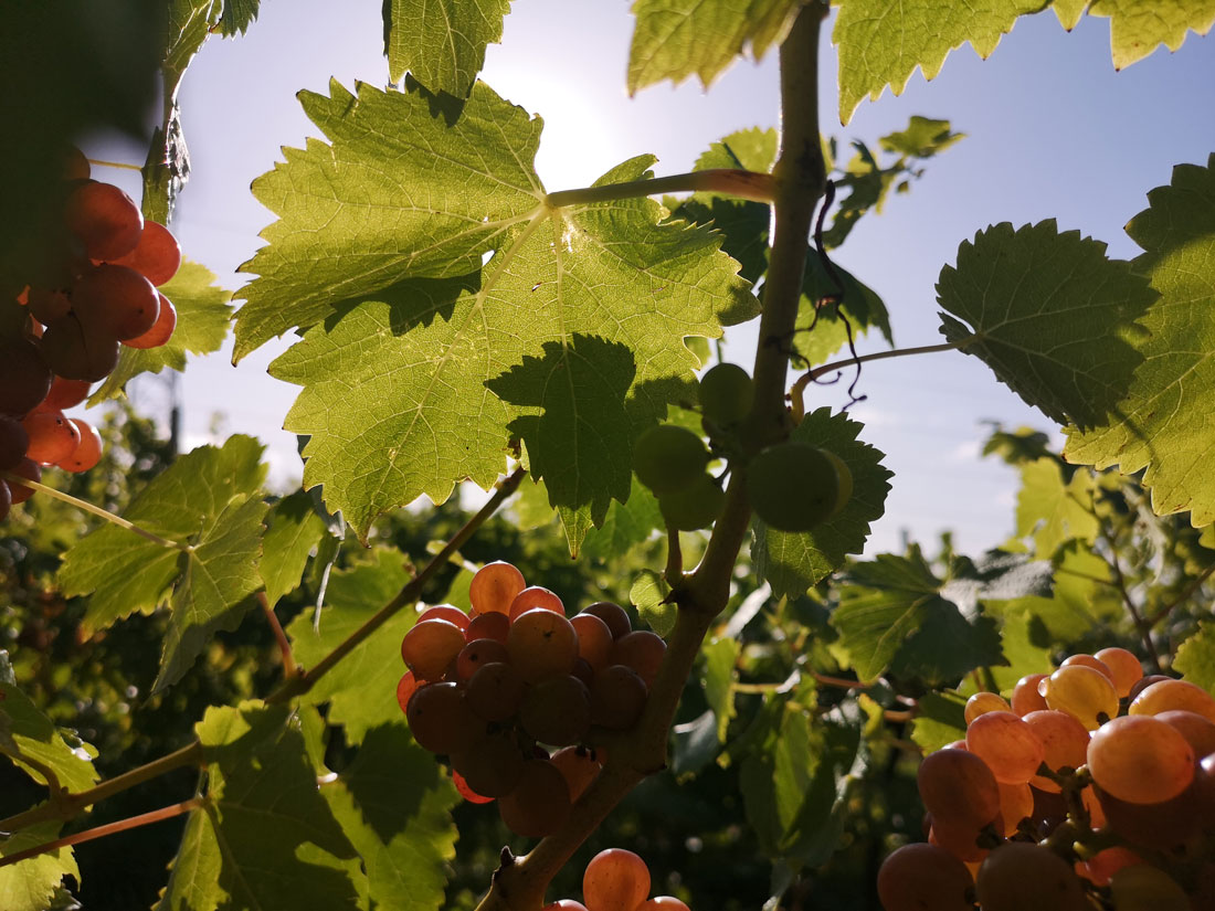 Huxbear Vineyard